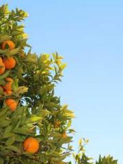 The Best Little Body