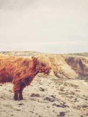 The Stand-in Wife Wa