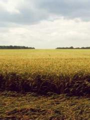 A Lifetime of Captiv