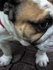 Qi is thin, but I be