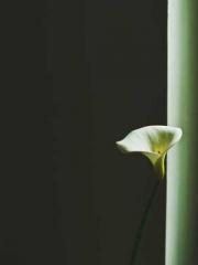 The wife wishes to b