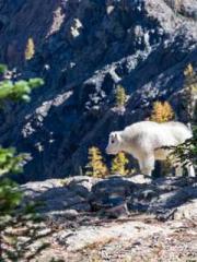 King of the Nine Pro